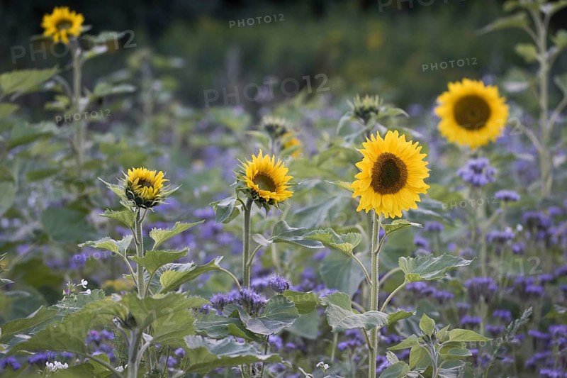 Sunflowers
