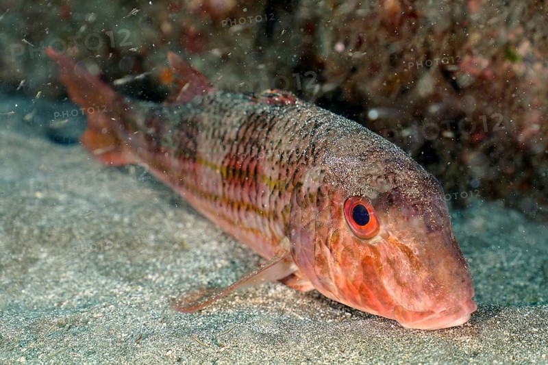 Striped red mullet