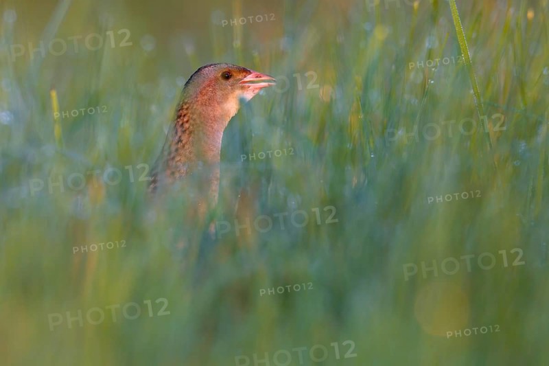 Corn crake