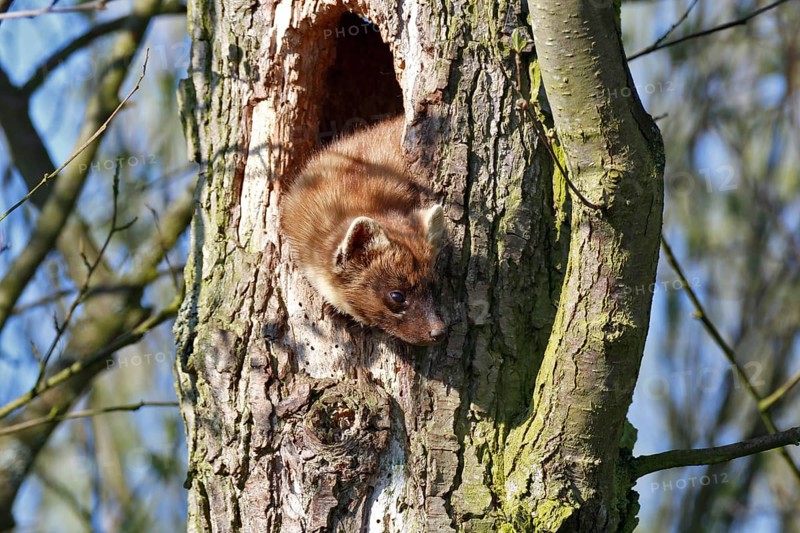 Pine marten