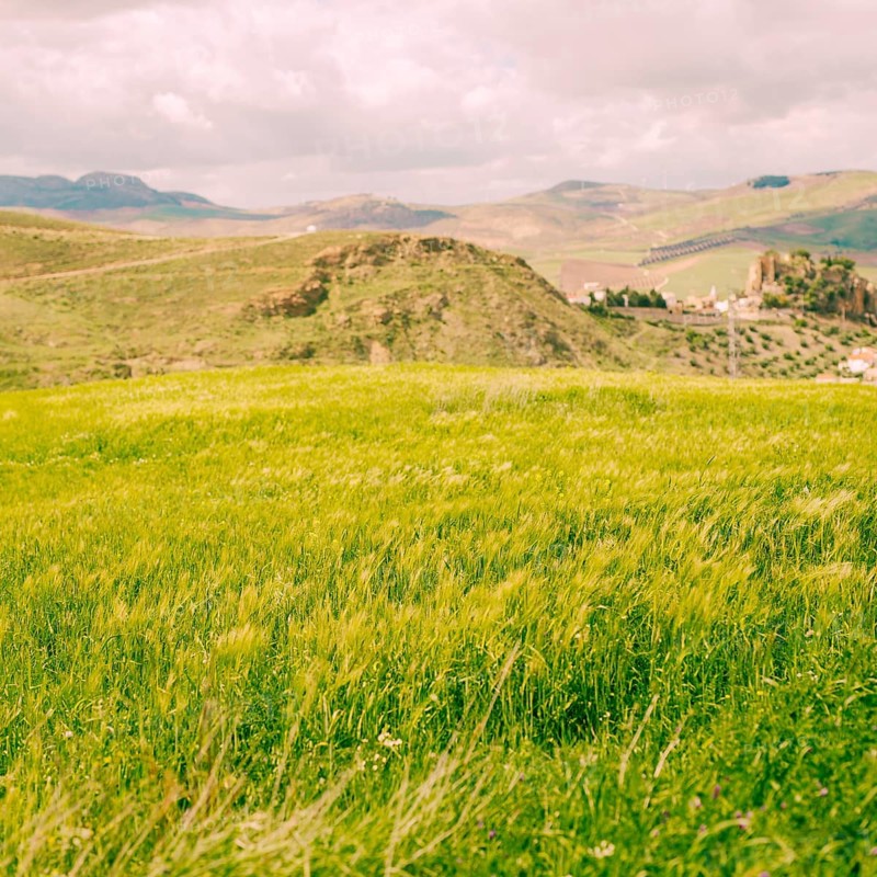 Bright green field rural