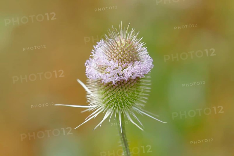 Wild teasel