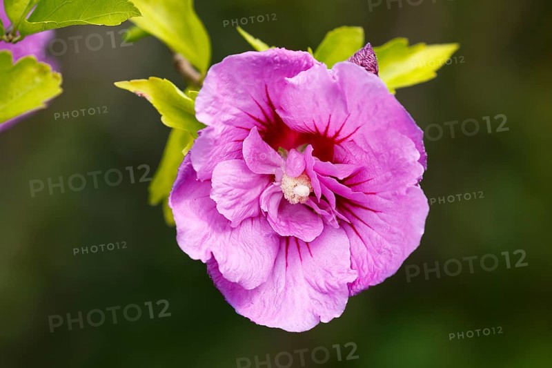 Rose of sharon