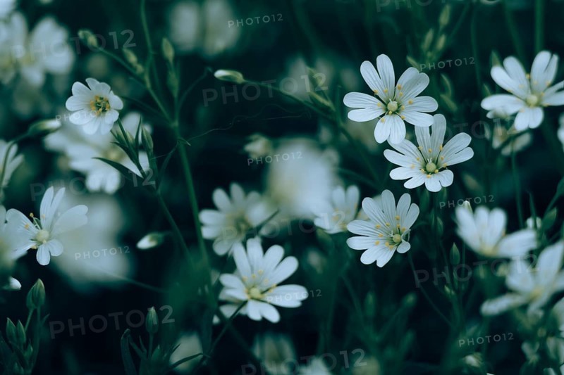 Stitchworts