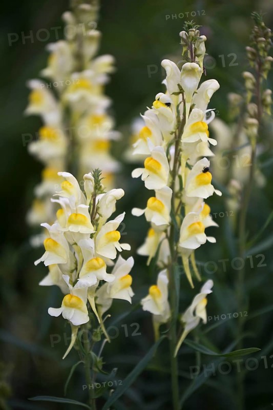 Common toadflax