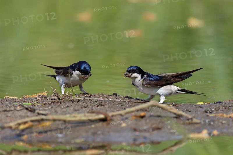 Common house martin