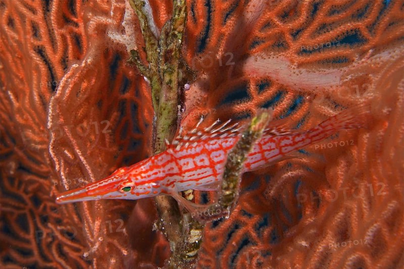 Longnose hawkfish