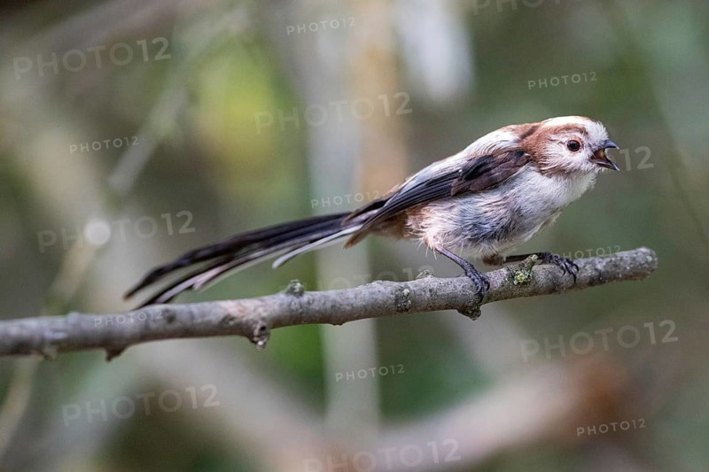 Long-tailed Tit