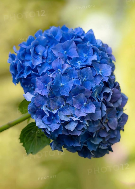 Hortensia