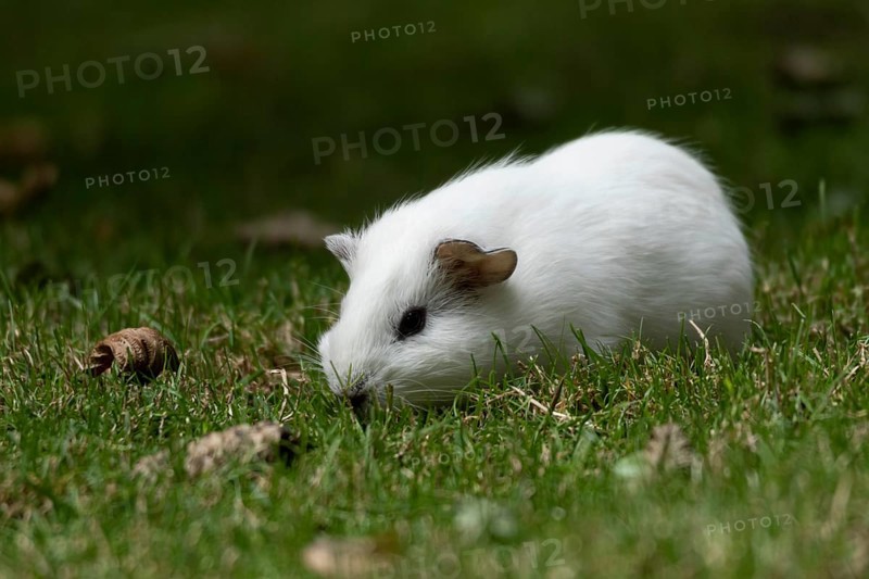 Domestic guinea pig