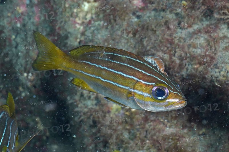 Eight-striped grunt