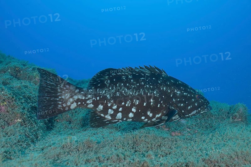 Dusky grouper