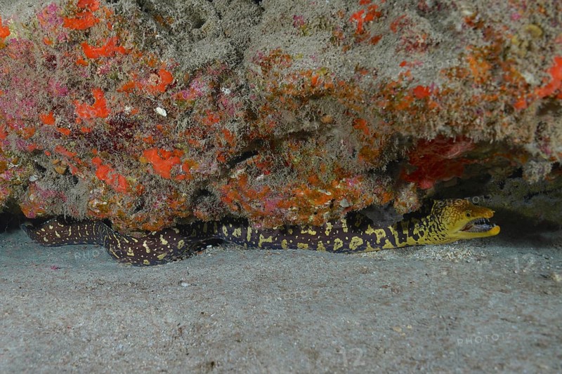 Fangtooth moray