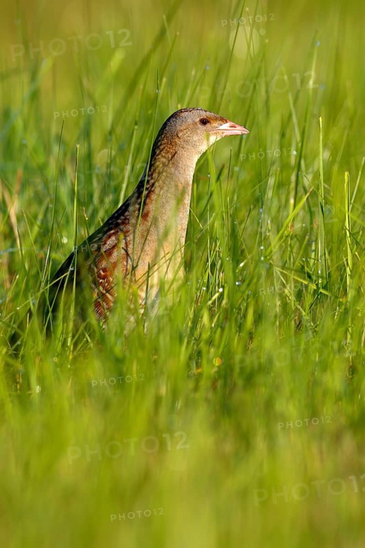Corn crake