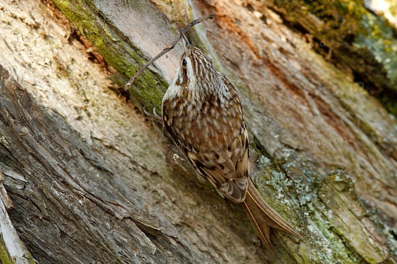 Eurasian treecreeper