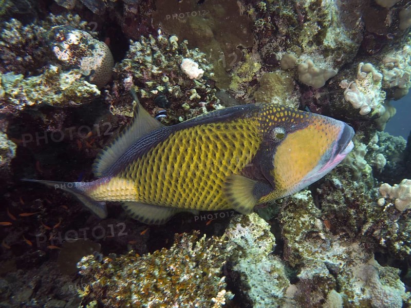 Titan triggerfish