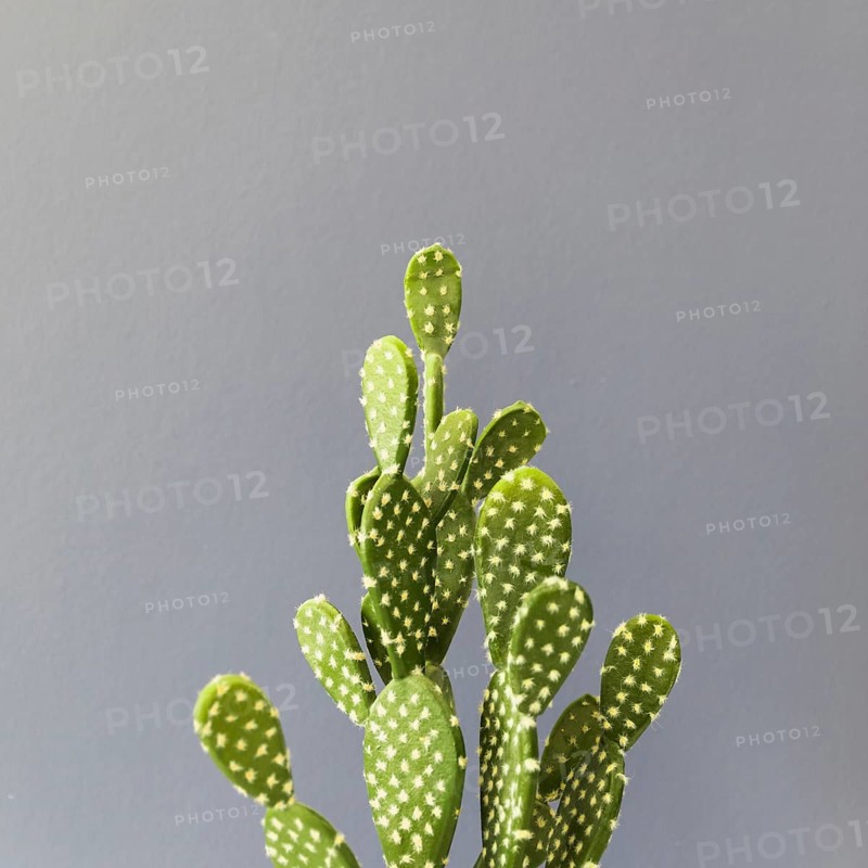 Office cactus
