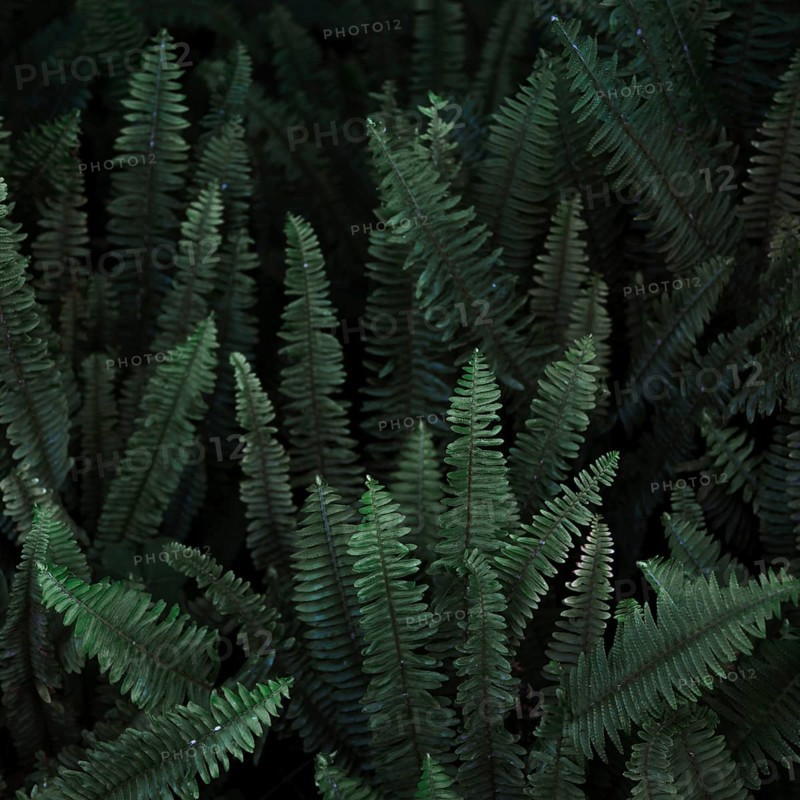 Thicket wild fern