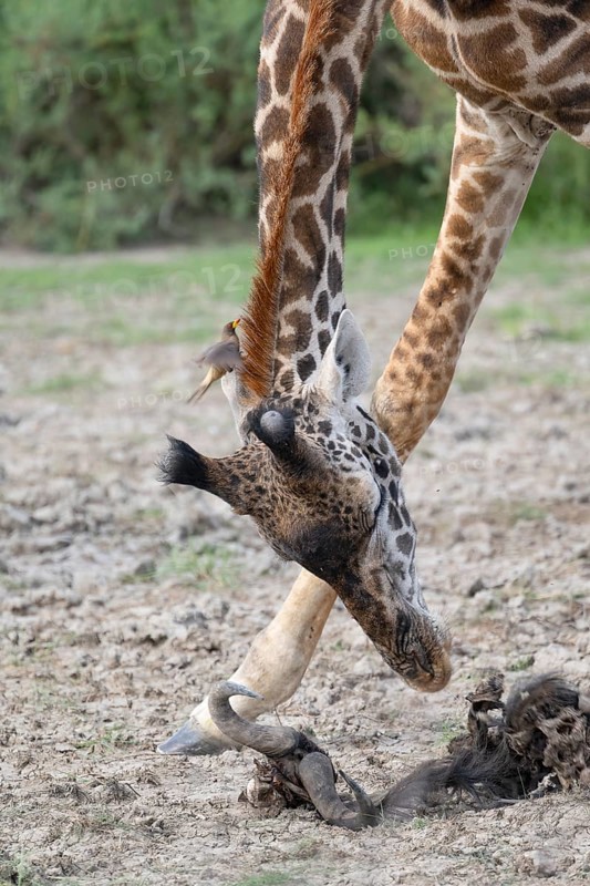 Masai giraffe