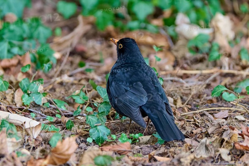 Blackbird