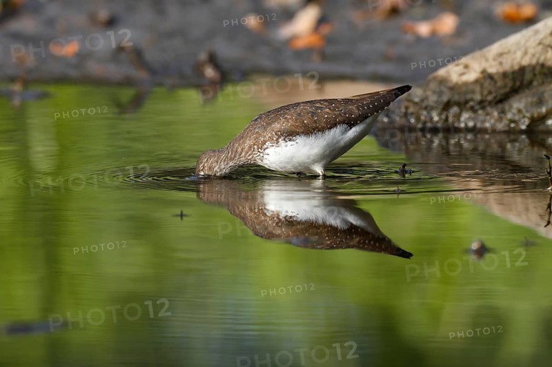 Green sandpiper