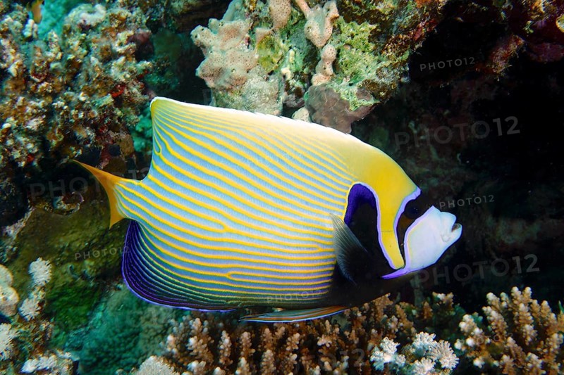 Emperor angelfish