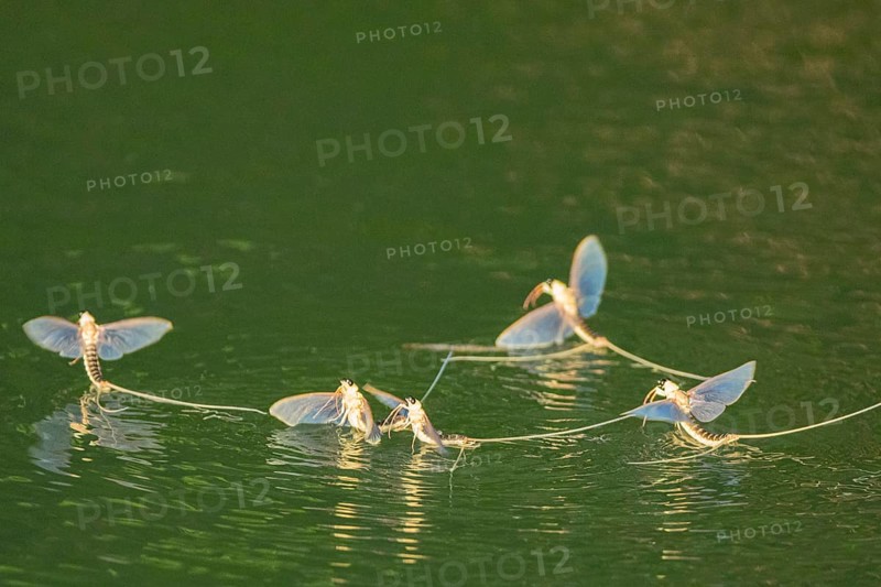 Mayfly