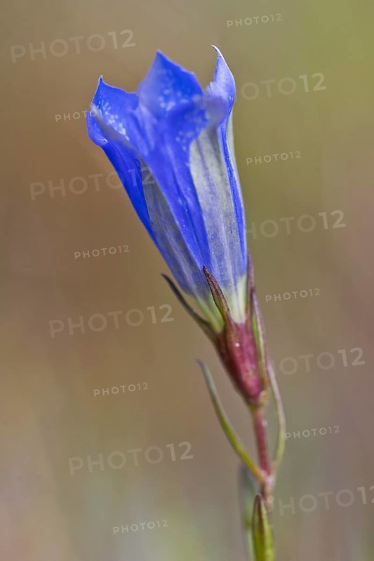 Marsh gentian