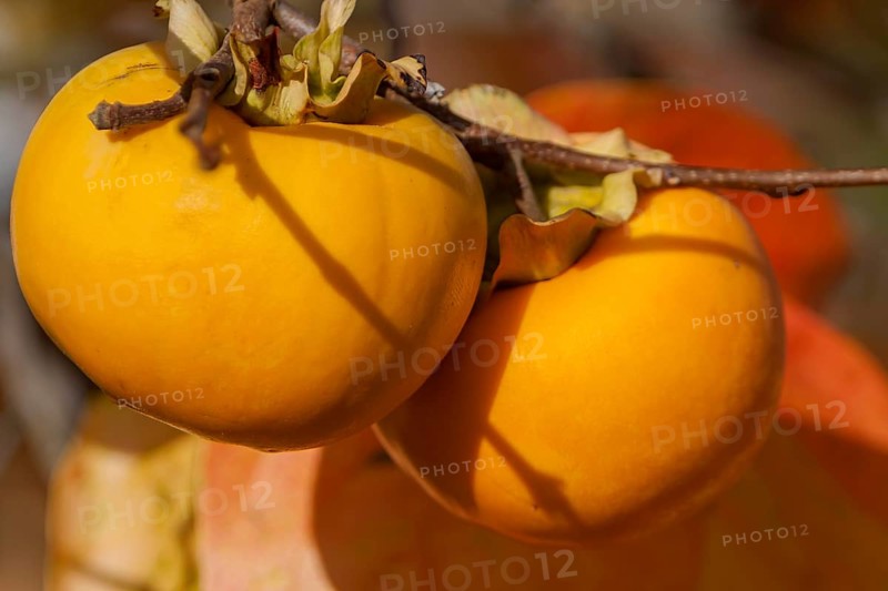 Persimmon fruit on tree