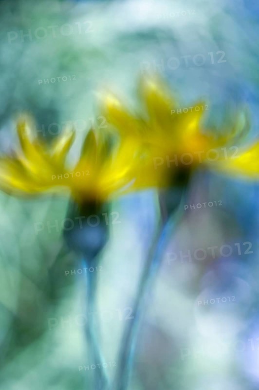 Yellow flowers