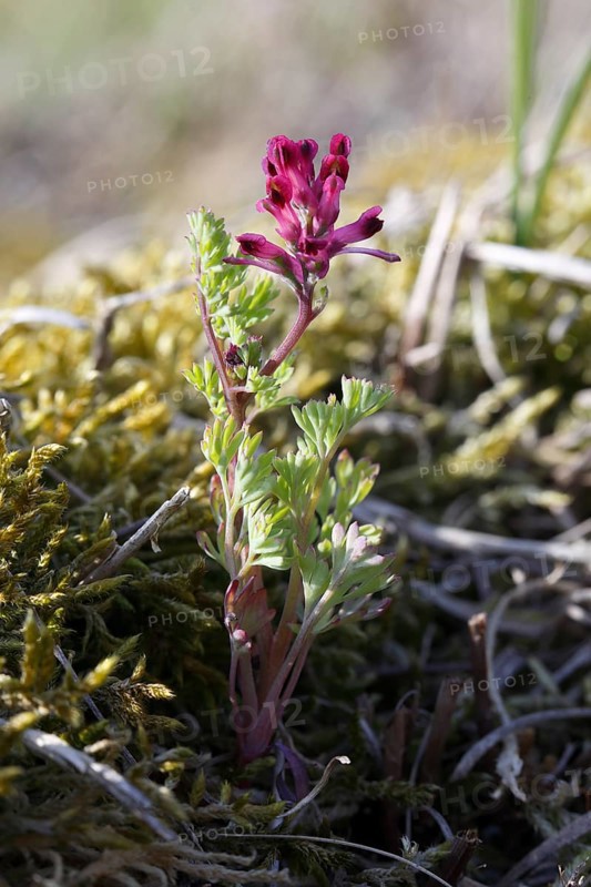 Common fumitory