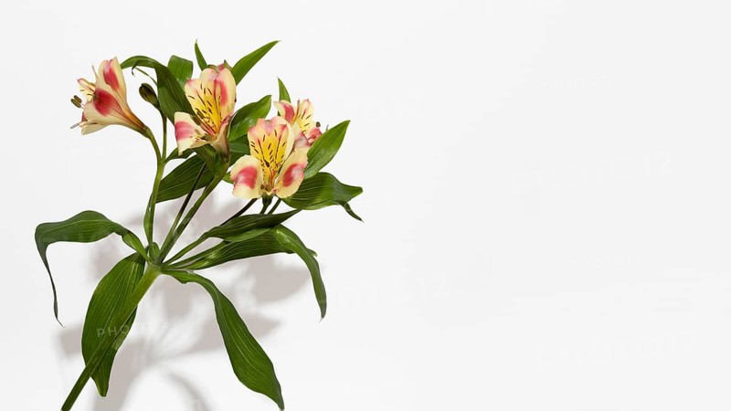 Blossom flower top view