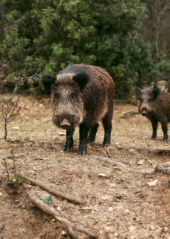 Wild boars nature 1