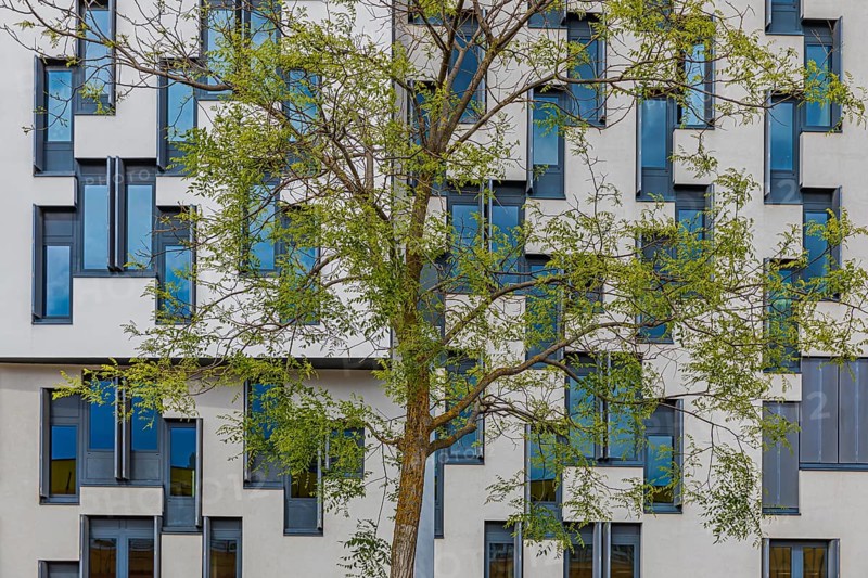 Deciduous tree with fresh greenery in front of a modern building of the University of Economics WU