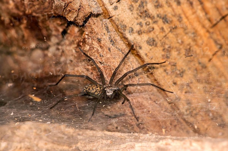 Giant house spider