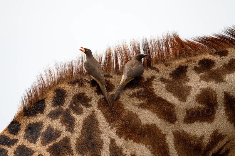 Red-billed oxpecker