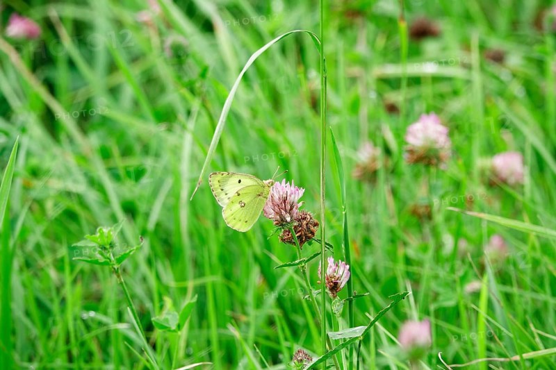 Pale clouded yellow