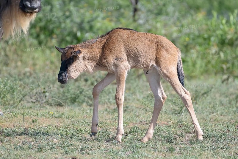 Wildebeest