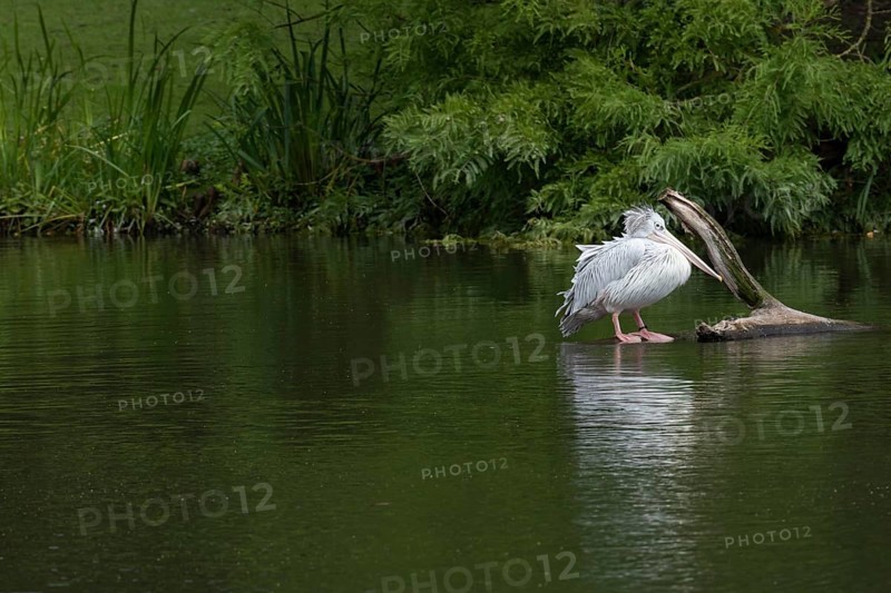 Pink-backed pelican