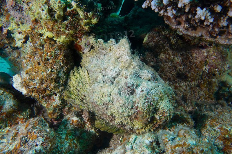 Reef stonefish