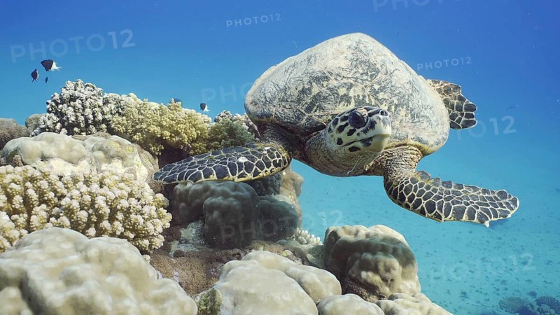 Fron side of Hawksbill Sea Turtle