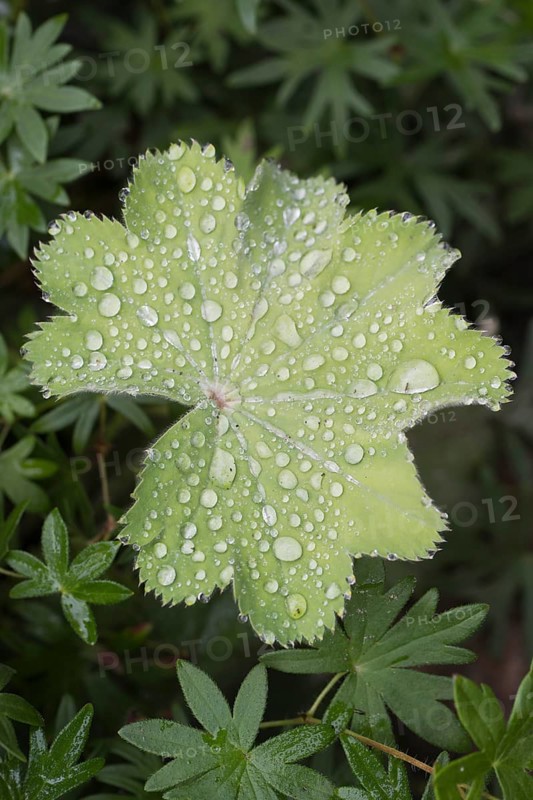 Lady's mantle
