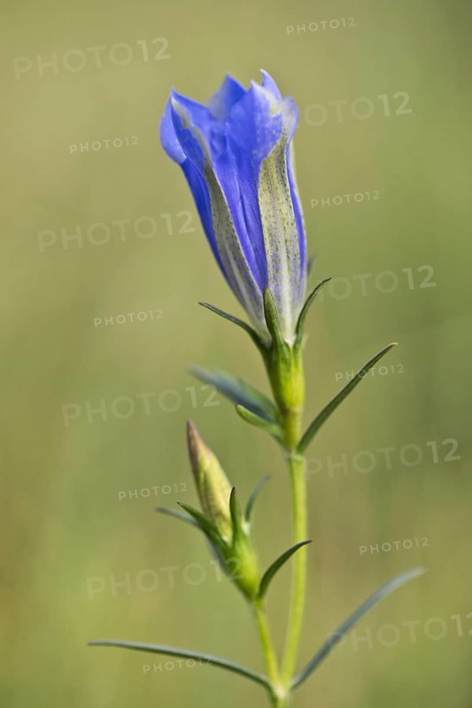 Marsh gentian