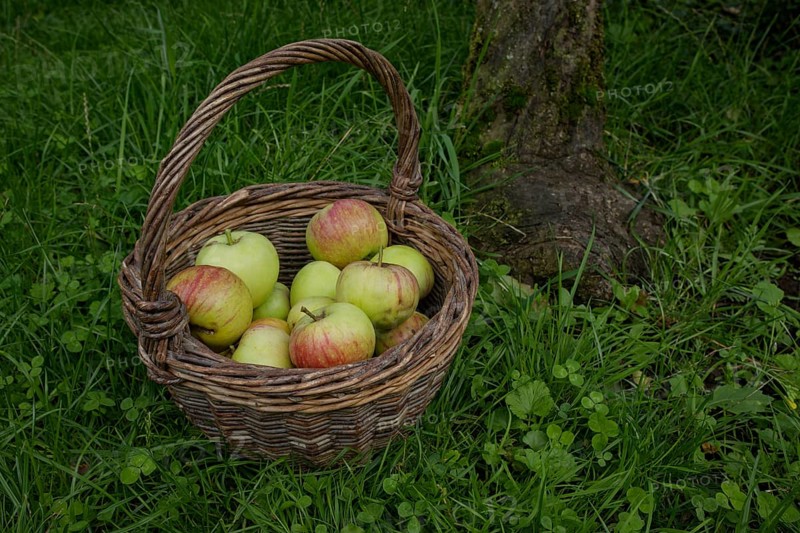 Culture apple