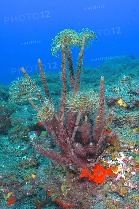 Mediterranean fanworm