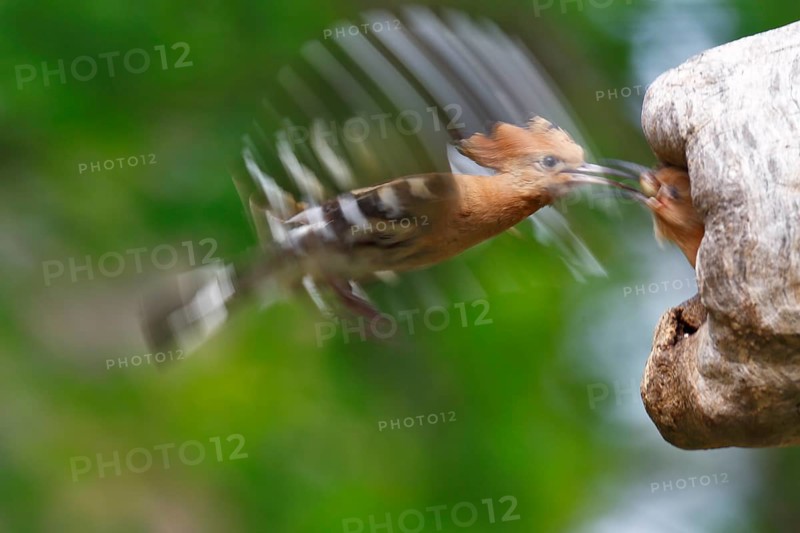 Hoopoe