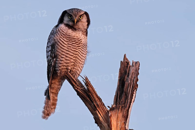 Northern hawk owl