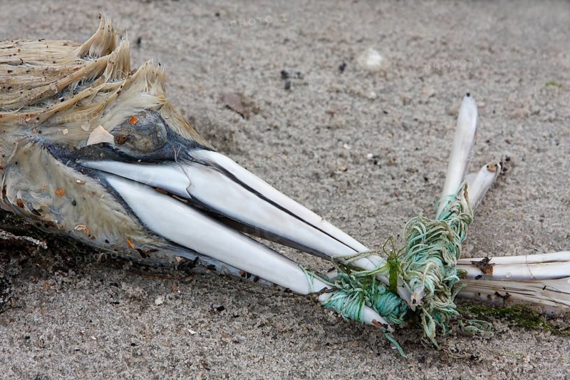 Rubbish from the sea