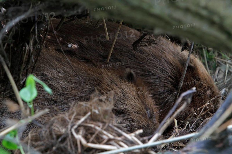 Beaver