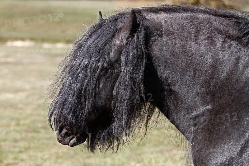 Stallion of a Friesian